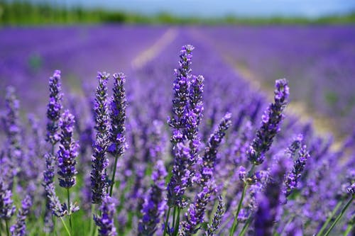 Lavender Fragrance Oil Wholesale