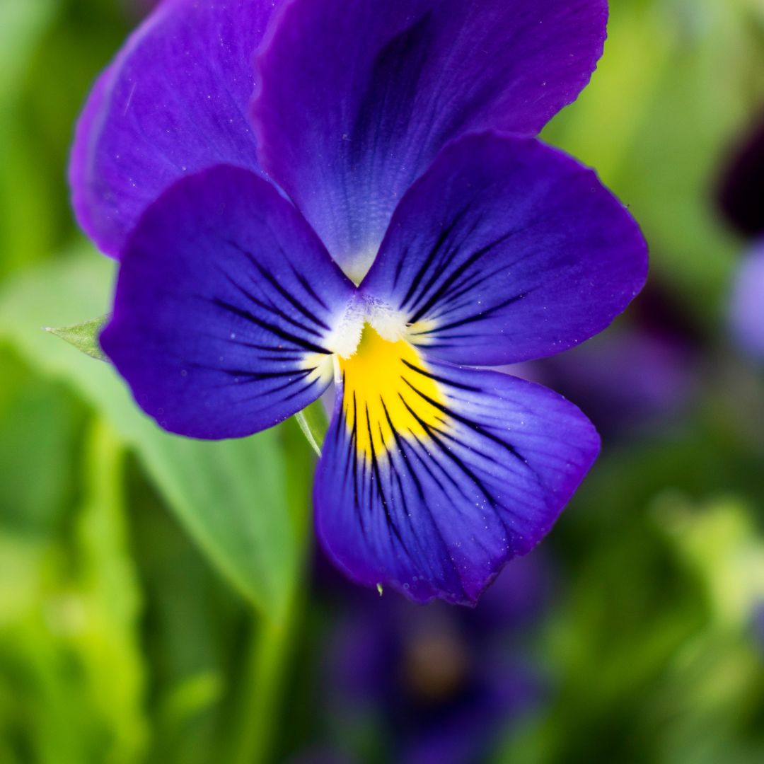 Violet Fragrance Oil Wholesale