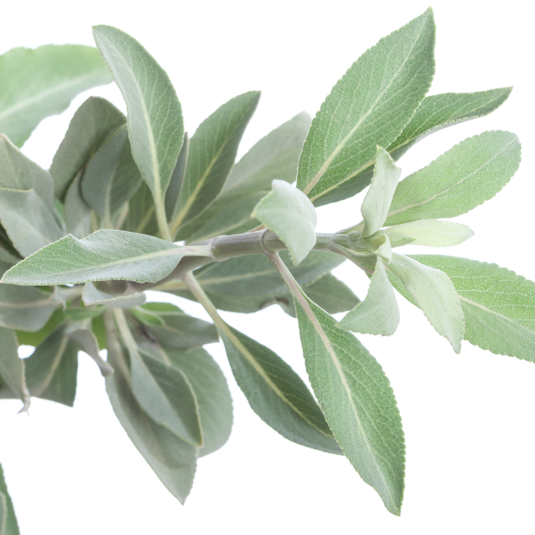White Sage Fragrance Oil Wholesale