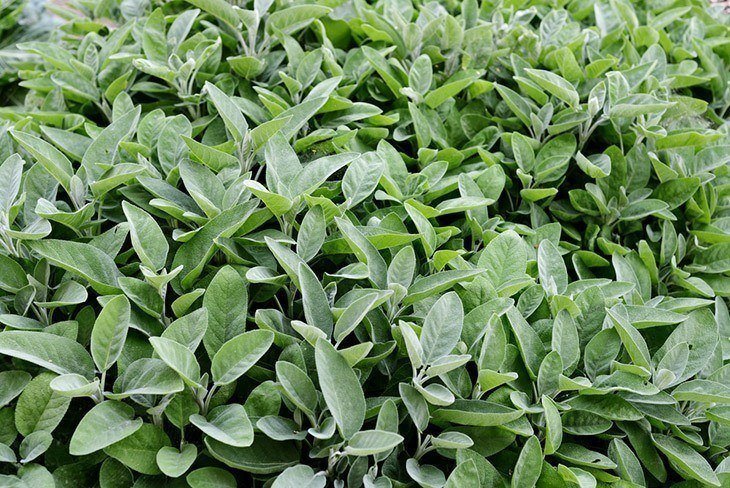 White Sage Fragrance Oil