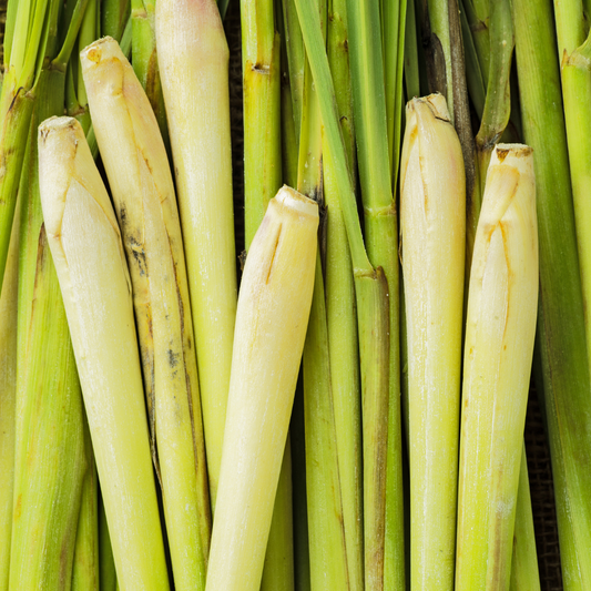 Commercio all'ingrosso di olio profumato alla citronella