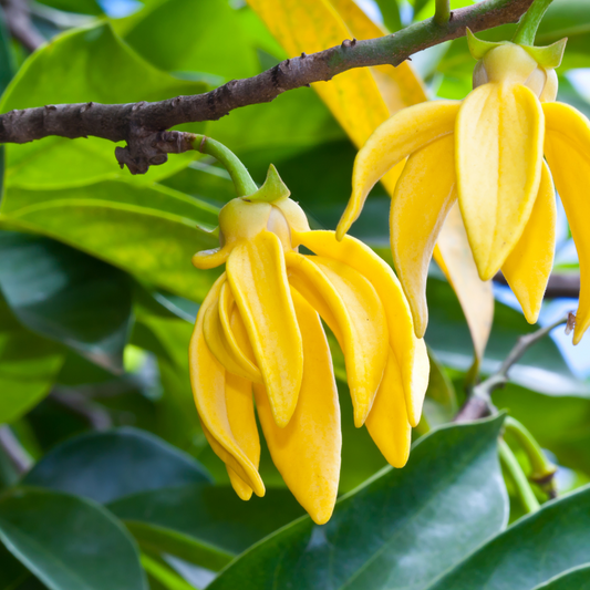 Huile parfumée Ylang Ylang en gros