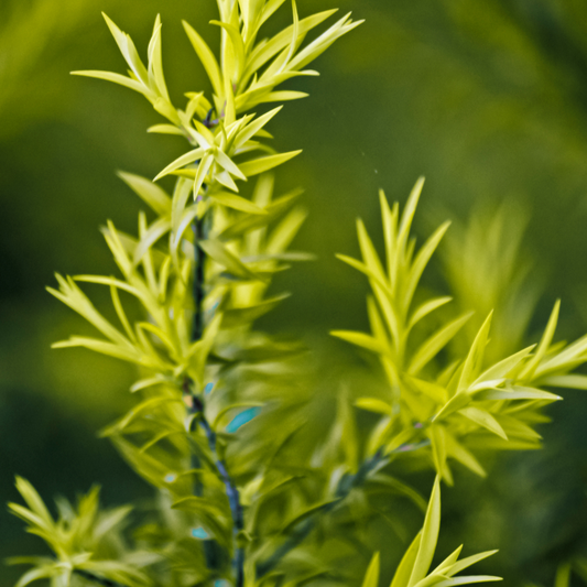Commercio all'ingrosso di olio profumato dell'albero del tè