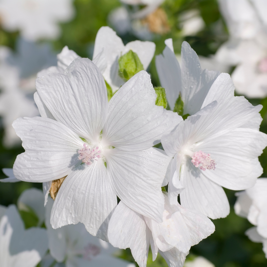 Huile parfumée au musc blanc en gros
