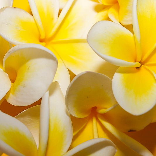 Commercio all'ingrosso di olio profumato al frangipani