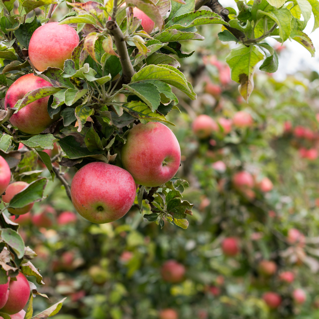 Apple Orchard Fragrance Oil Wholesale
