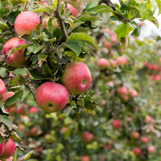Apple Orchard Fragrance Oil Wholesale