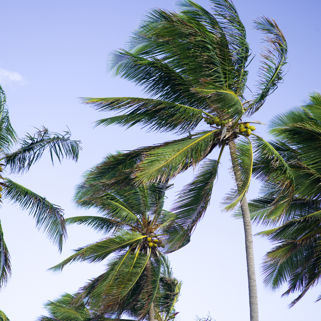 Carribean Breeze Fragrance Oil Wholesale