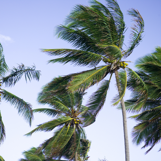 Carribean Breeze Fragrance Oil Wholesale