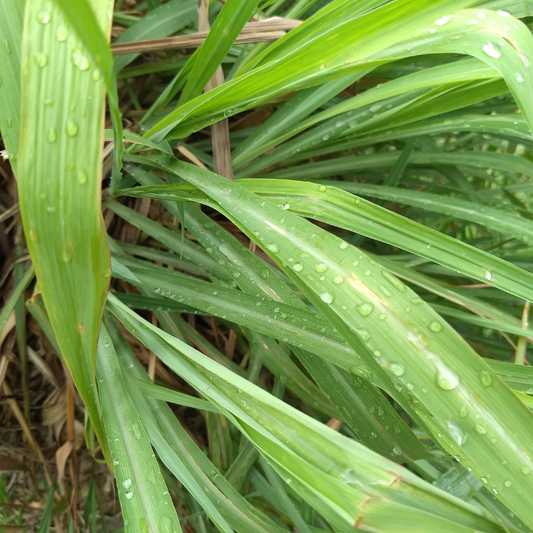 Citronella Fragrance Oil Wholesale