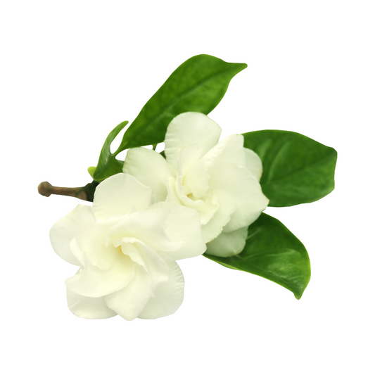 Huile parfumée au jasmin en gros