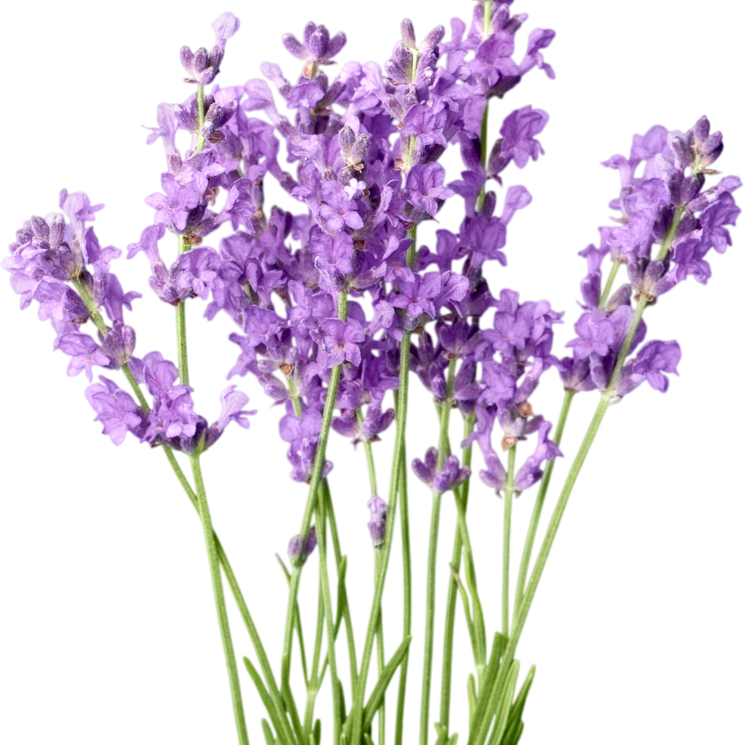 Bastoncini di incenso extra lunghi alla lavanda 67 cm